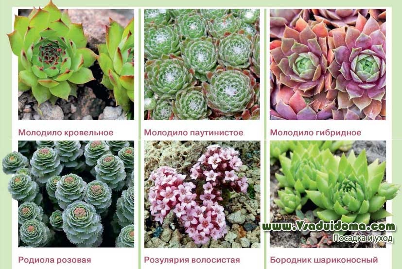 растения суккуленты виды фото и названия