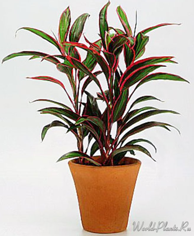 растение кордилина фото