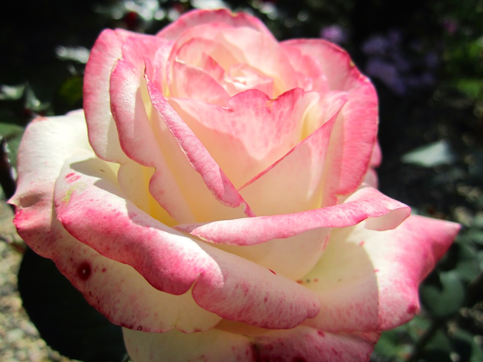 роза белла перла фото и описание