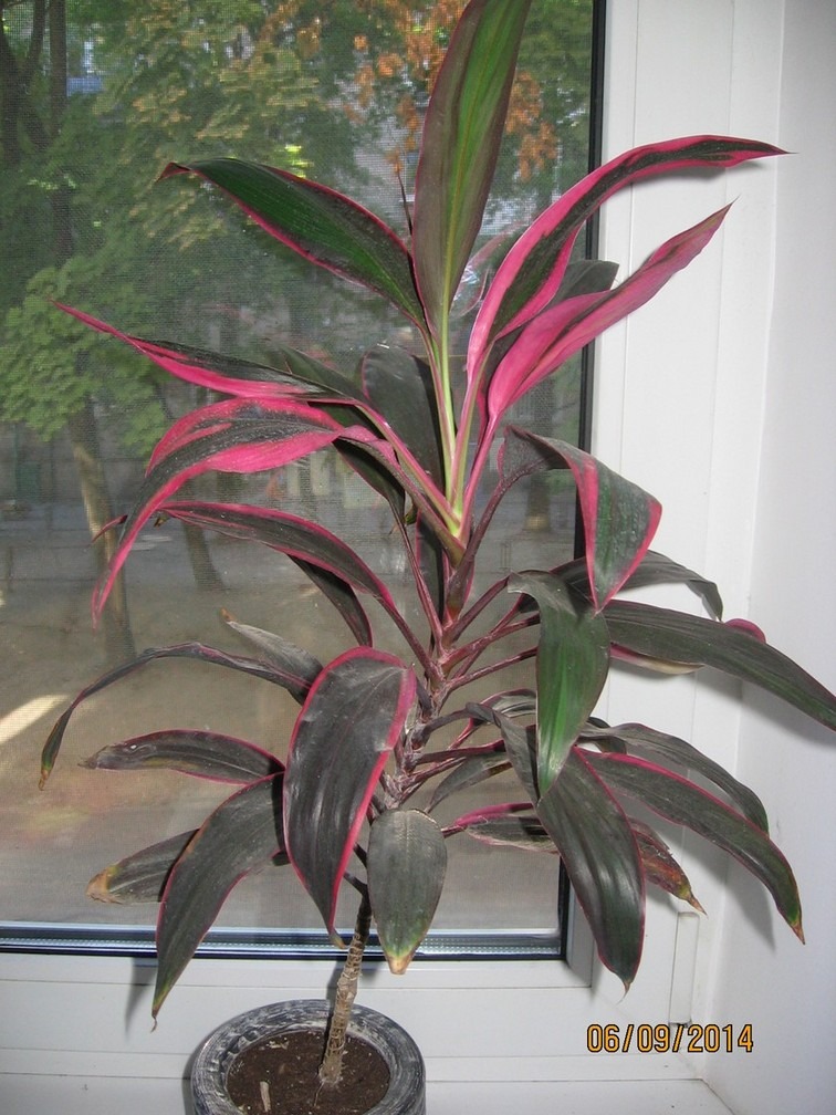 растение кордилина фото