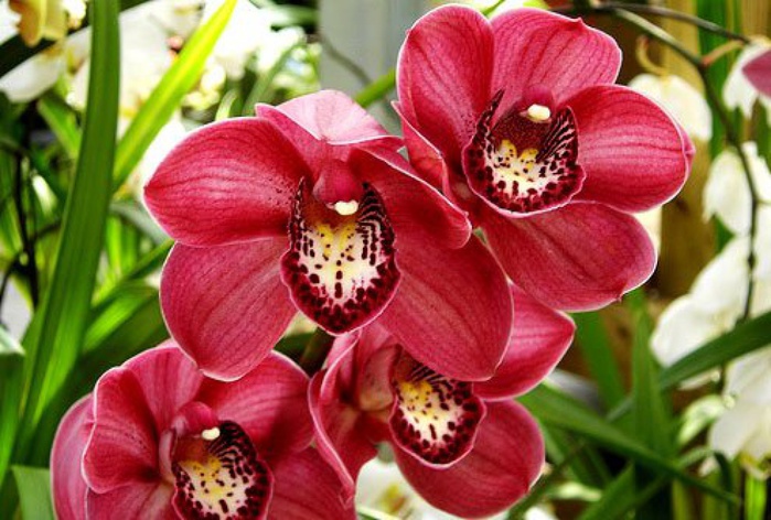 редкие виды орхидей фото