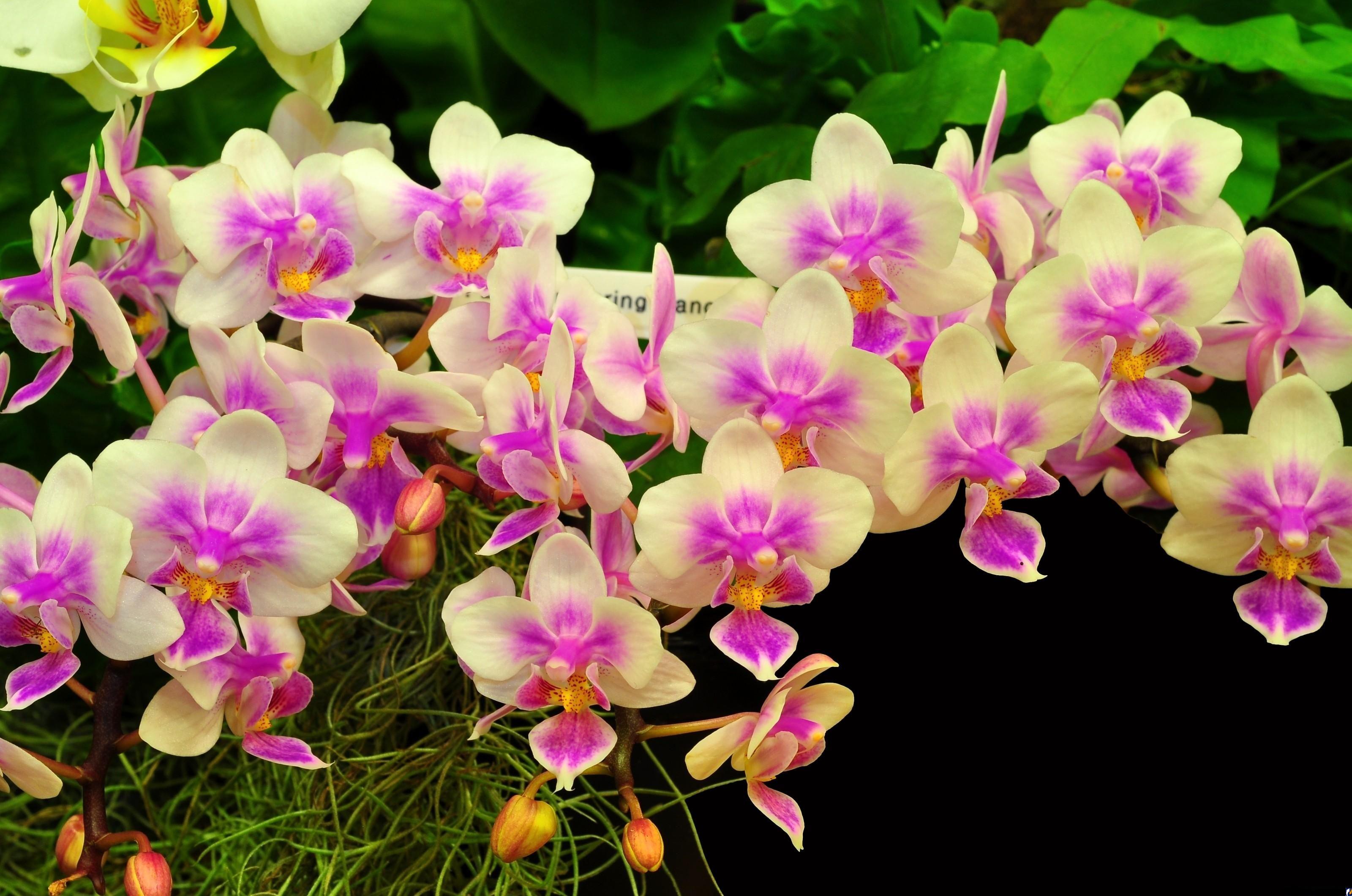 редкие виды орхидей фото
