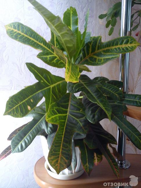 растение кодиеум фото