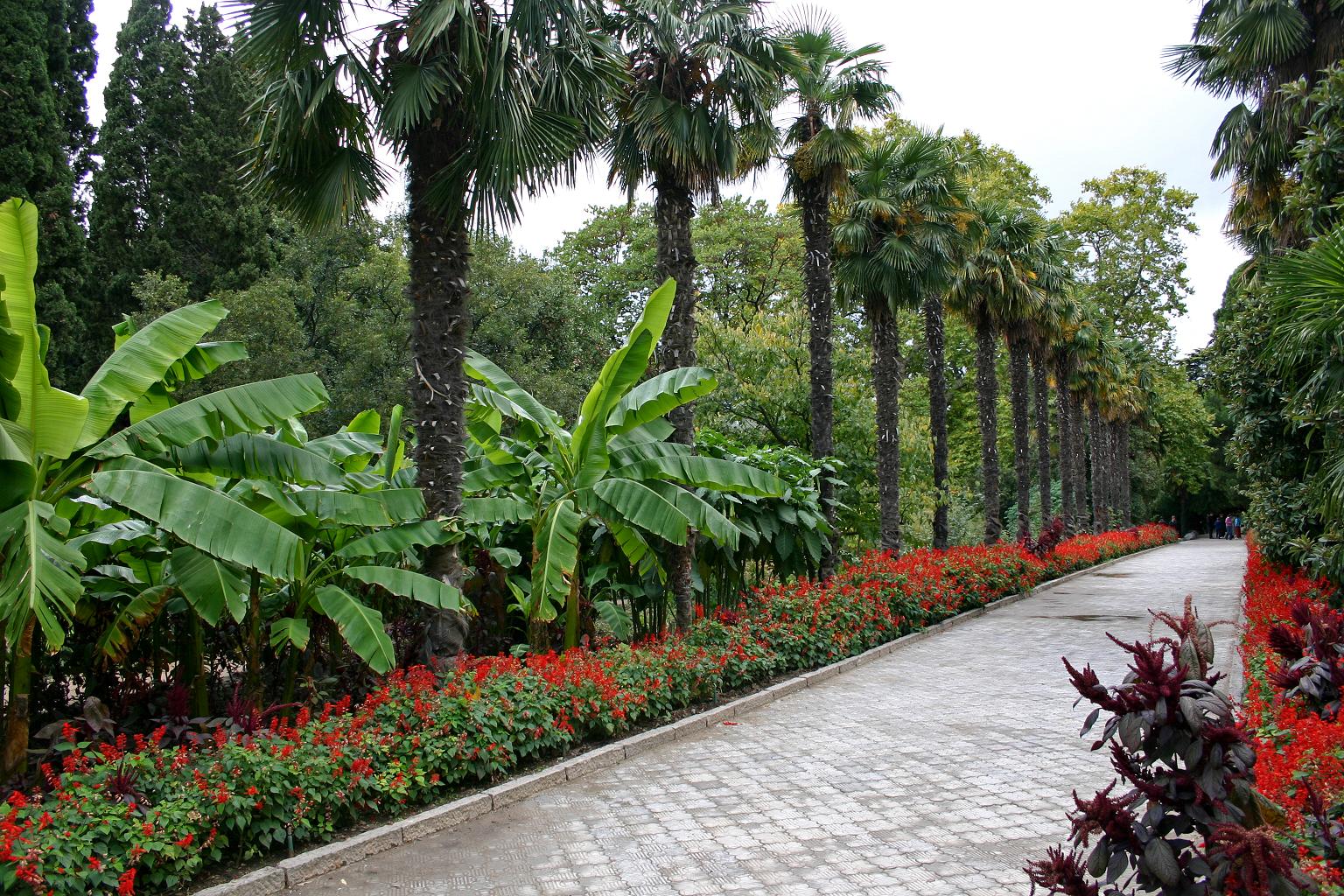 растения ботанического сада фото