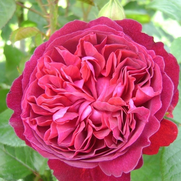 роза шекспир фото и описание